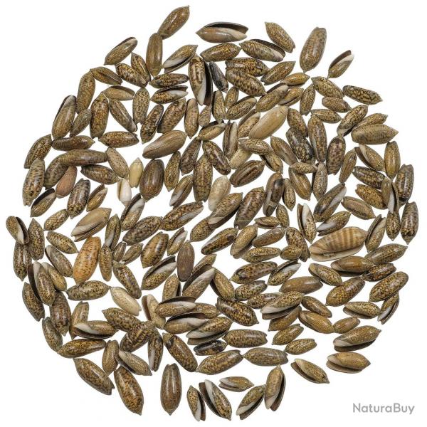 Coquillages oliva filipana - 1.5  3 cm - 100 grammes