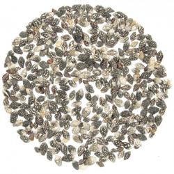 Coquillages nassarius vibex +/- 1 cm - 100 grammes