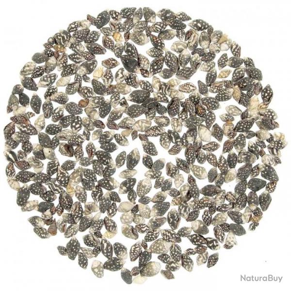 Coquillages nassarius vibex +/- 1 cm - 100 grammes