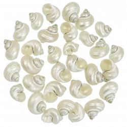 Coquillages turbo brunneus nacrés - 2.5 à 3.5 cm - Lot de 5