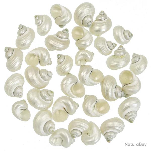 Coquillages turbo brunneus nacrs - 2.5  3.5 cm - Lot de 5