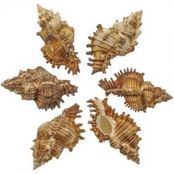 Coquillages murex torrefactus - 8 à 10 cm - Lot de 2
