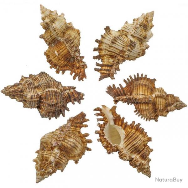 Coquillages murex torrefactus - 8  10 cm - Lot de 2