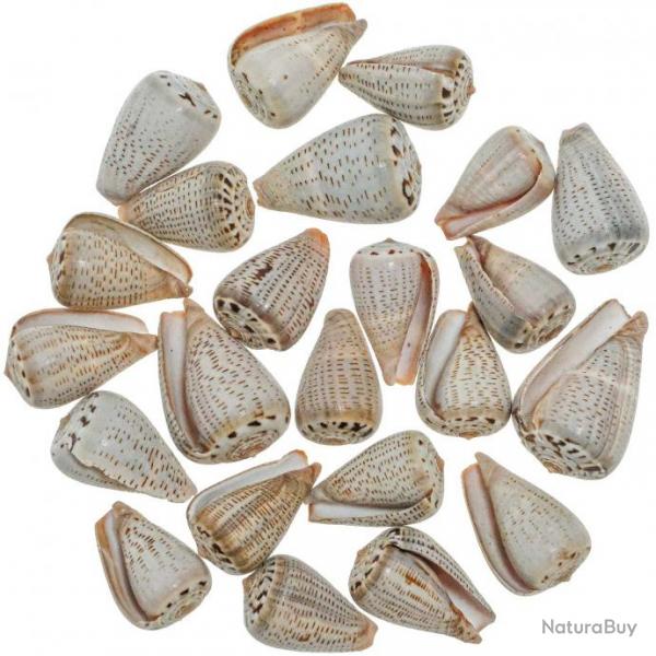 Coquillages conus glaucus - 2.5  3.5 cm - Lot de 5