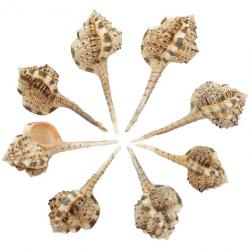 Coquillages murex haustellum - 10 à 14 cm - Lot de 2