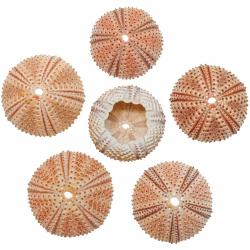 Tests d'oursins de méditerranée arbacia lixula - 3 à 4 cm - A l'unité