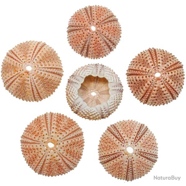 Tests d'oursins de mditerrane arbacia lixula - 3  4 cm - A l'unit