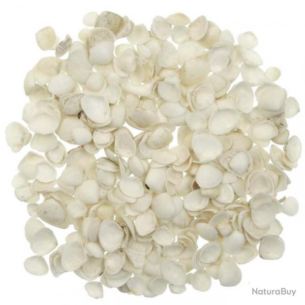 Coquillages tellina blancs - 1  2.5 cm - 100 grammes