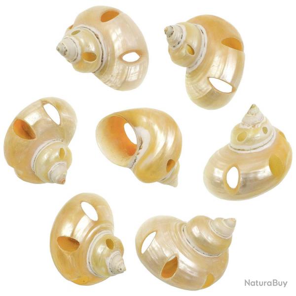 Coquillages turbo goldmouth nacrs et taills - 5  6 cm - Lot de 2