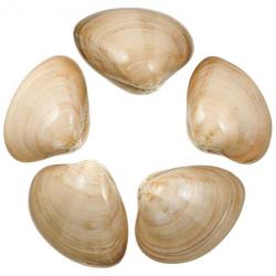 Coquillages clam beiges polis entiers - 8 à 10 cm - Lot de 2