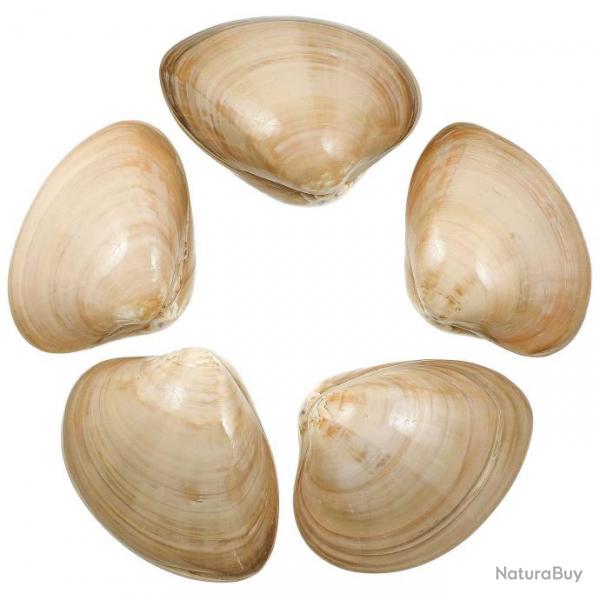Coquillages clam beiges polis entiers - 8  10 cm - Lot de 2