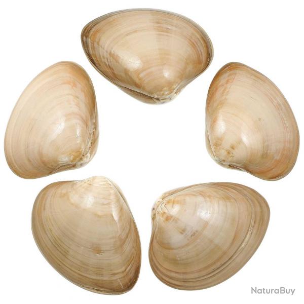 Coquillages clam beiges polis entiers - 8  10 cm - Lot de 2