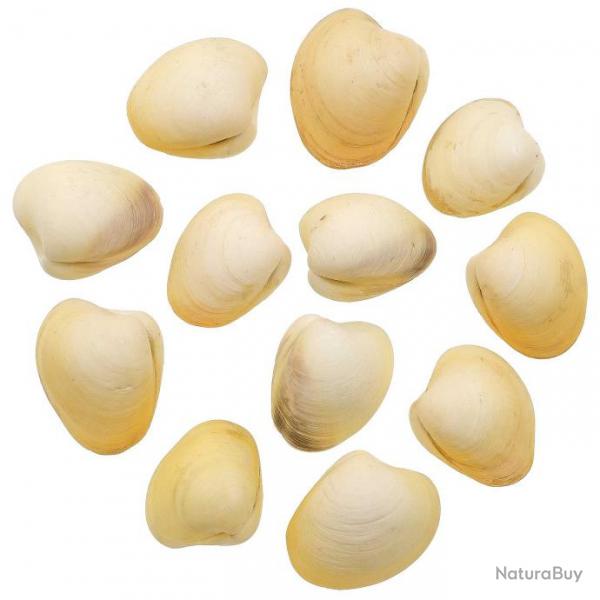 Coquillages bivalves jaunes entiers - 3.5  4.5 cm - Lot de 3