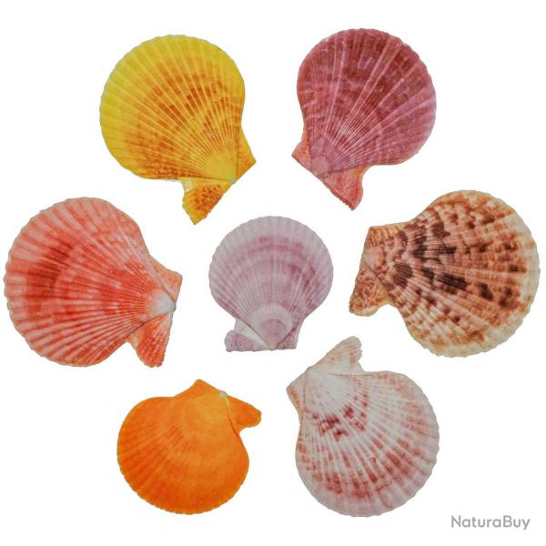 Coquillages pecten nobilis couleurs entiers - 4  7 cm - Lot de 7