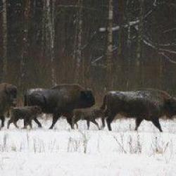 Chasse individuelle en Biélorussie dans les Parcs Nationaux : Bison, Brocard, Cerf, Elan, Sanglier