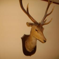 trophee de cerf