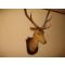petites annonces chasse pêche : trophee de cerf