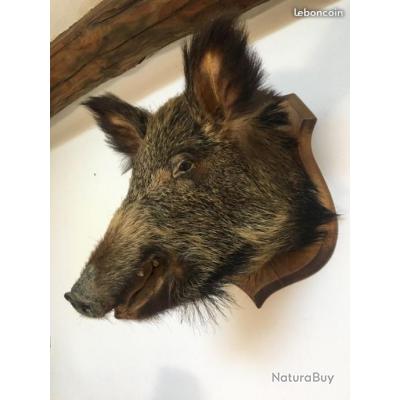 Tete De Sanglier Empaille Taxidermie Trophees Grand Gibier Europeen