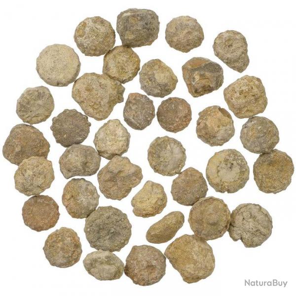 Lot de petits oursins fossilises - 1.5  2 cm - 100 grammes