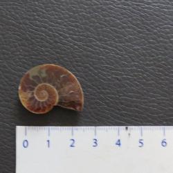Jolie demi Ammonite polie de Madagascar fossile minéraux Diamètre 2 cm