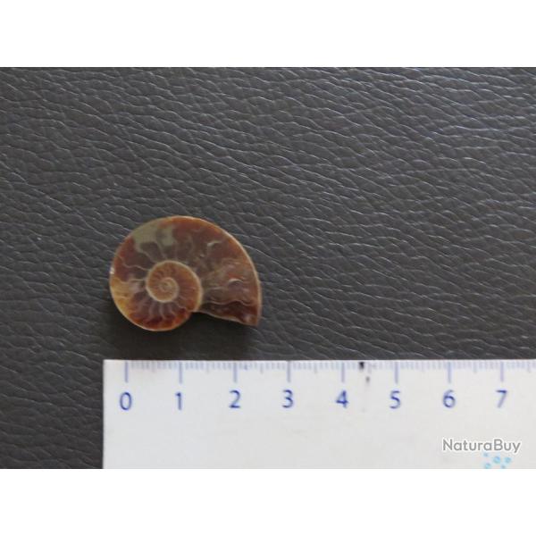 Jolie demi Ammonite polie de Madagascar fossile minraux Diamtre 2 cm