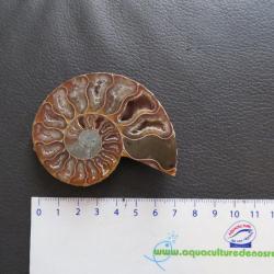 Jolie demi Ammonite polie de Madagascar fossile minéraux Diamètre 7 cm