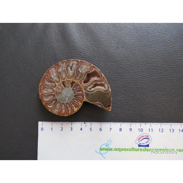 Jolie demi Ammonite polie de Madagascar fossile minraux Diamtre 7 cm