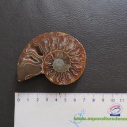 Jolie demi Ammonite polie de Madagascar fossile minéraux Diamètre 7 cm N° 2