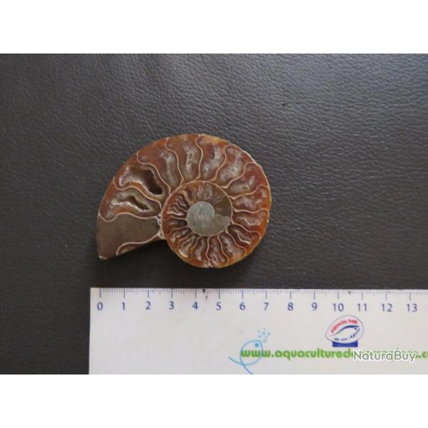 Jolie demi Ammonite polie de Madagascar fossile minraux Diamtre 7 cm N 2