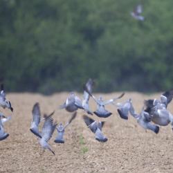 ACTION DE CHASSE PIGEON