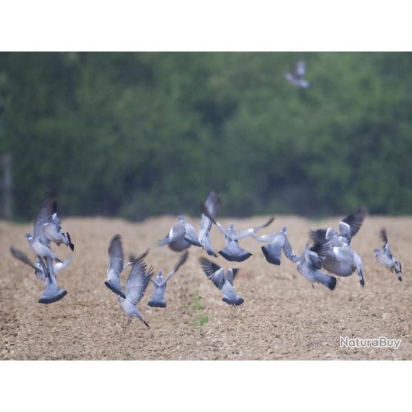 ACTION DE CHASSE PIGEON