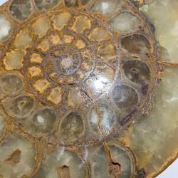 AMMONITE FOSSILISEE