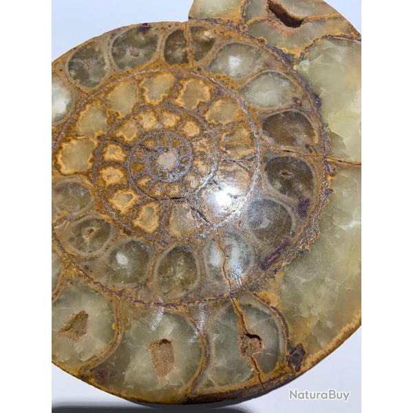 AMMONITE FOSSILISEE