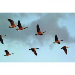 CHASSEZ EN EGYPTE AVEC CHASSE-EGYPTE