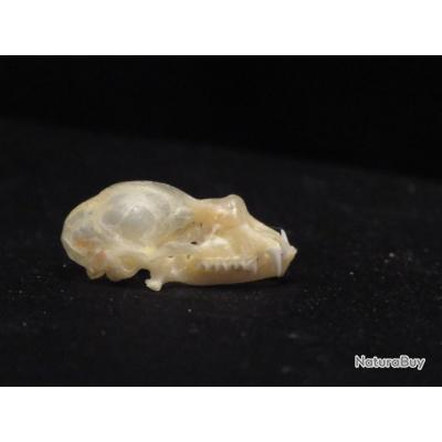 Véritable crâne de chauve souris Hipposideros Bicolor 25 mm  ostéologie
