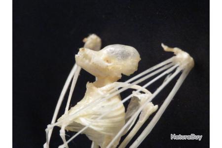 Véritable squelette de chauve souris Otomops formosus 10 cm ostéologie