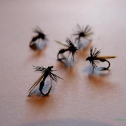 Lot de 5 fourmis - mouches sèches
