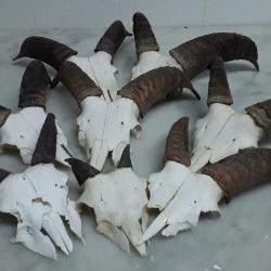 massacres de  jeunes mouflons