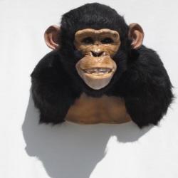 Trophée taxidermie réplique faux chimpanzé