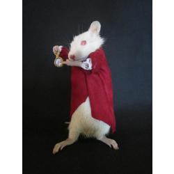 taxidermie curiosité rat montre taxidermy rat cabinet de curiosité odditties