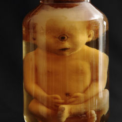 taxidermie cabinet de curiosité foetus cyclope taxidermy cyclope oddities