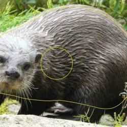 NORMANDIE ARCHERIE - LOUTRE