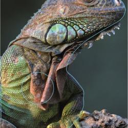 NORMANDIE ARCHERIE - IGUANE VERT