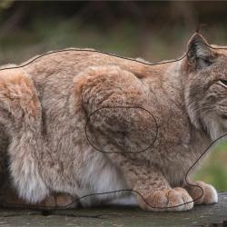 NORMANDIE ARCHERIE - LYNX COUCHE