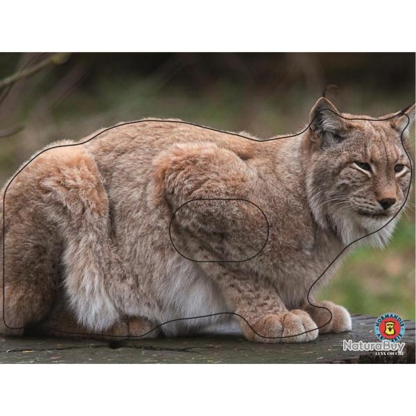 NORMANDIE ARCHERIE - LYNX COUCHE