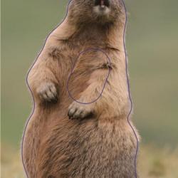 NORMANDIE ARCHERIE - MARMOTTE