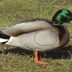 NORMANDIE ARCHERIE - CANARD COLVERT