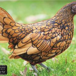 NORMANDIE ARCHERIE - POULE SEBRIGHT DOREE