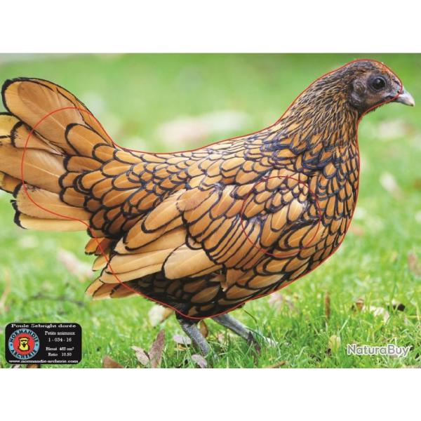 NORMANDIE ARCHERIE - POULE SEBRIGHT DOREE