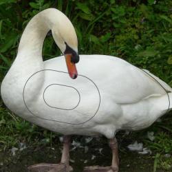 NORMANDIE ARCHERIE - CYGNE TUBERCULE